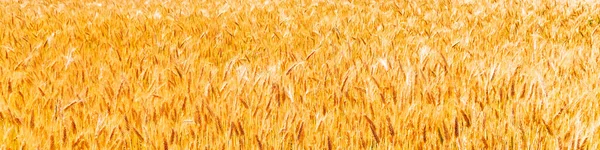阳光普照的金色麦田 麦穗密闭的背景 — 图库照片