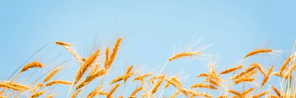 Orejas Trigo Dorado Soleado Cielo Azul Cerca Fondo —  Fotos de Stock