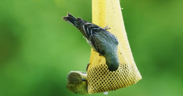 Piccoli Uccelli Che Mangiano Semi Mangiatoia Appesa All Albero Giardino — Video Stock