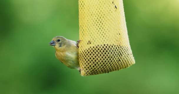 小鸟吃鸟食种子的喂食者挂在树上 在花园里特写 高质量的慢动作视频 — 图库视频影像