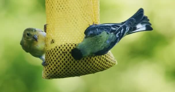 Bahçedeki Ağaçtan Sarkan Kuş Yemliğinden Tohum Yiyen Küçük Kuşlar Yüksek — Stok video