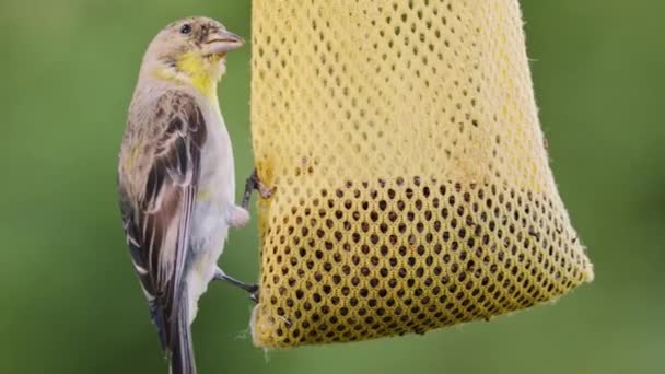 Маленькі Птахи Їдять Насіння Годівниці Птахів Звисають Дерева Саду Крупним — стокове відео