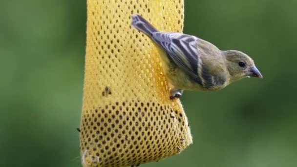 Pequeno Pássaro Comendo Sementes Alimentador Aves Pendurado Árvore Jardim Close — Vídeo de Stock