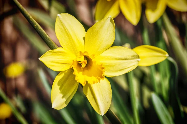 Yellow narcissus flowers — Stock Photo, Image