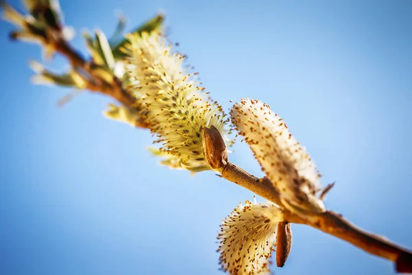 Flores de sauce amarillo — Foto de Stock