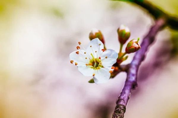 Brunch albero fiorito con fiori bianchi — Foto Stock