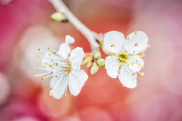 Blühender Baum Brunch mit weißen Blumen — Stockfoto