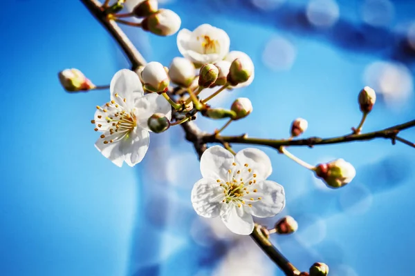 Blühender Baumbrunch mit weißen Blumen im Frühling — Stockfoto