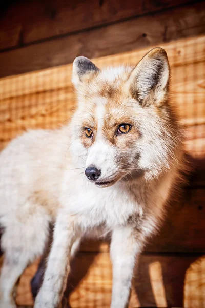 Портрет золотой лисы — стоковое фото