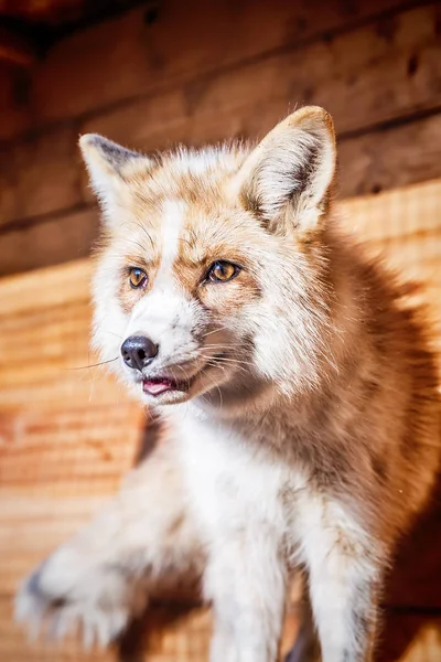Портрет золотої лисиці — стокове фото