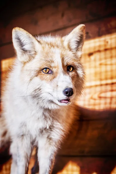 Πορτρέτο του golden fox — Φωτογραφία Αρχείου