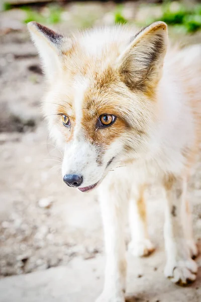 Portret golden Fox — Zdjęcie stockowe