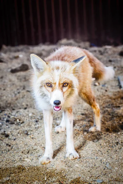 Portret golden Fox — Zdjęcie stockowe