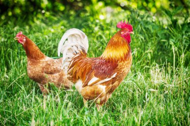 Büyük kırmızı horoz ve tavuk serbest gezinen bir çiftlikte