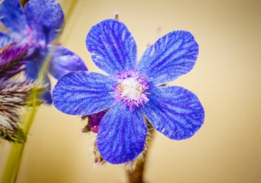 Sığırdili arvensis çiçekler