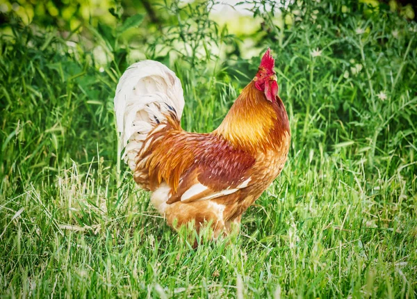 Stor rød hane på frittgående gård – stockfoto
