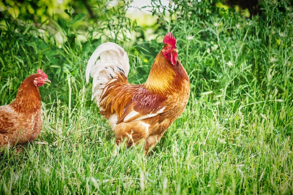Μεγάλο κόκκινο κόκορα και το κοτόπουλο σε ένα αγρόκτημα ελευθέρας βοσκής — Φωτογραφία Αρχείου