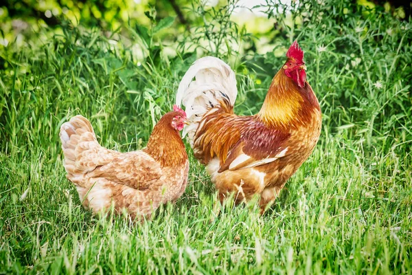 Μεγάλο κόκκινο κόκορα και το κοτόπουλο σε ένα αγρόκτημα ελευθέρας βοσκής — Φωτογραφία Αρχείου