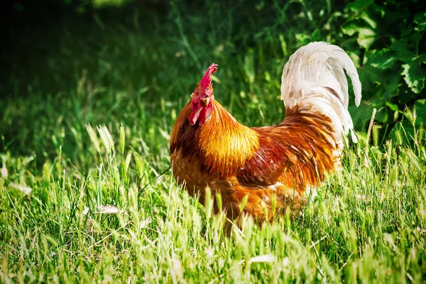 Gallo rojo grande en una granja de campo libre —  Fotos de Stock