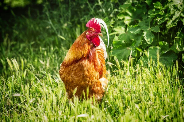 Stor rød hane på frittgående gård – stockfoto