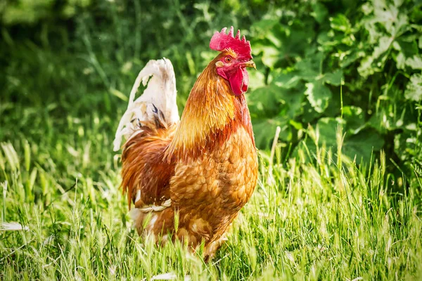 Duży Czerwony Kogut Farmie Kur Wolnego Wybiegu Zbliżenie — Zdjęcie stockowe