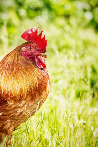 Big red rooster on a free-range farm — Stock Photo, Image