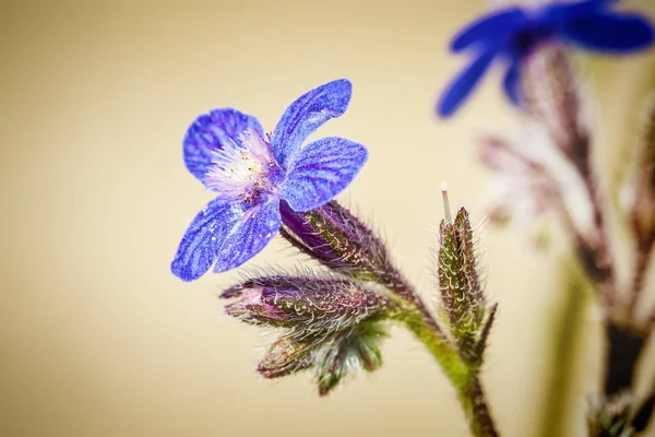 Anchusa arvensis flowers — Stock Photo, Image
