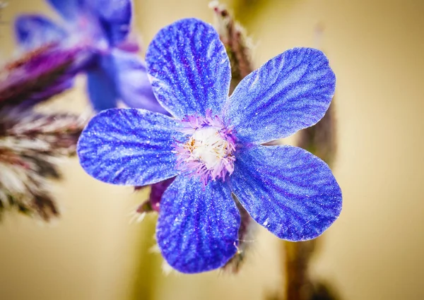 Anchusa arvensis flowers — Stock Photo, Image