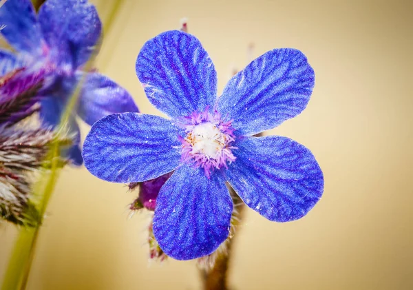 Anchusa arvensis blomster - Stock-foto