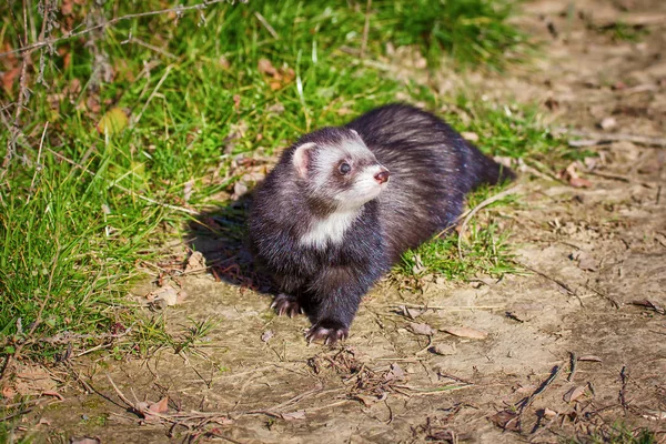 The ferret walks in the park — Stock Photo, Image