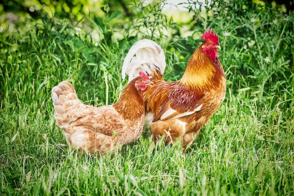 Grande gallo rosso e pollo in una fattoria all'aperto Foto Stock