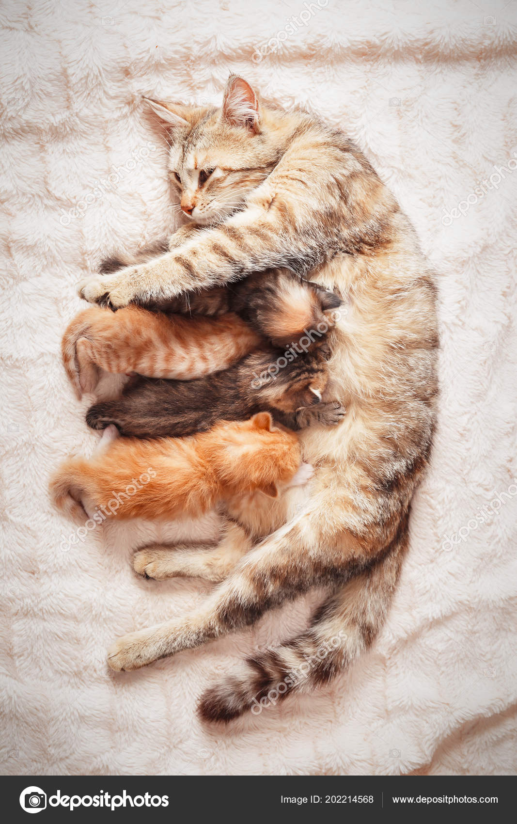 Mother cat cheap feeding kittens