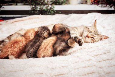 Anne kedi bebek yavru kedi Hemşirelik
