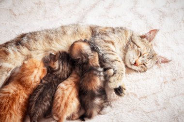 Anne kedi bebek yavru kedi Hemşirelik