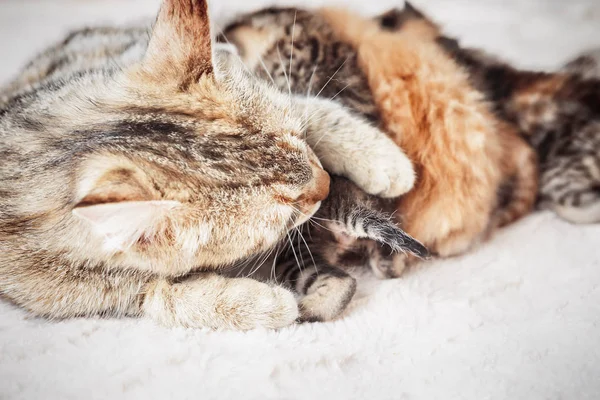 Moeder kat verzorging baby kittens — Stockfoto