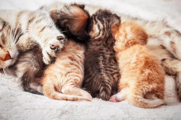 Mãe gato amamentando filhotes — Fotografia de Stock