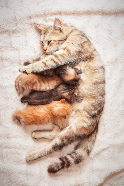 Mãe gato amamentando filhotes — Fotografia de Stock