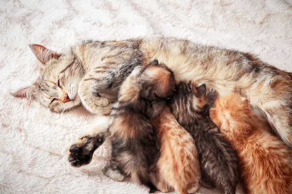 Madre gatto allattamento cuccioli Foto Stock