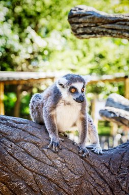 Ring-Tailed Lemur Lemur Catta safari Park