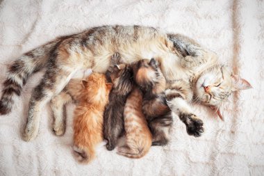 Anne kedi bebek yavru kedi Hemşirelik