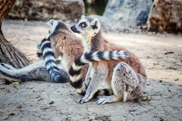 Lemur de cola anillada Catta en safari-park — Foto de Stock