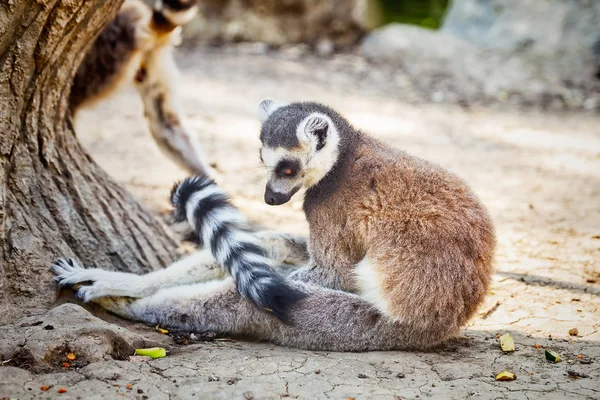 Ring Tailed Lemur Lemur Catta Safari Park Krasnodar Ryssland — Stockfoto
