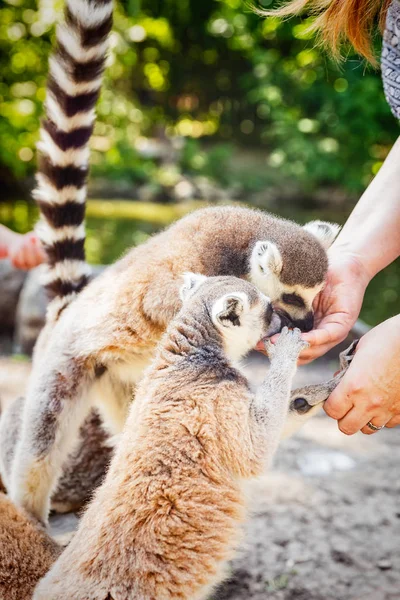 Lemur Lemur Catta de cauda anelada no parque de safári — Fotografia de Stock
