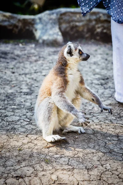 Lemur Lemur Catta de cauda anelada no parque de safári — Fotografia de Stock