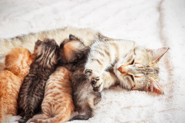 Moeder kat verzorging baby kittens — Stockfoto