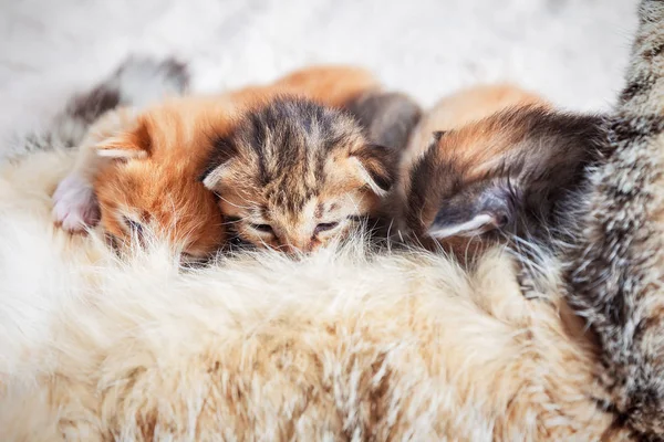 Mother cat nursing baby kittens — Stock Photo, Image