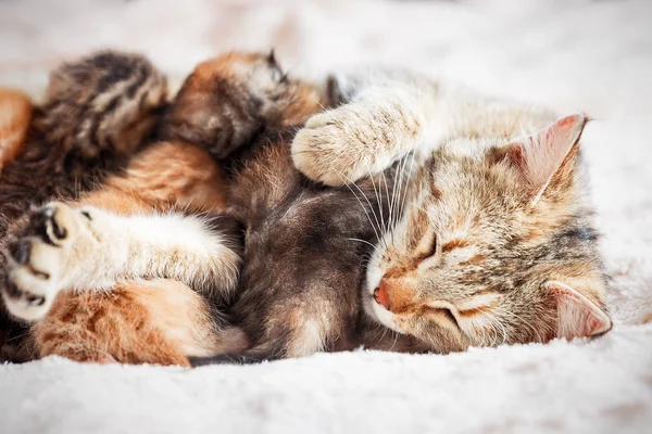 Moeder kat verzorging baby kittens — Stockfoto