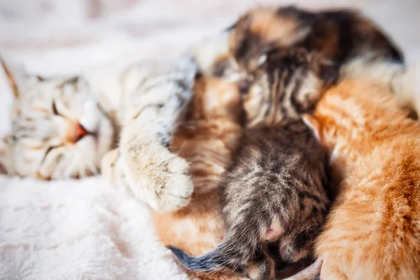 Moeder kat verzorging baby kittens — Stockfoto