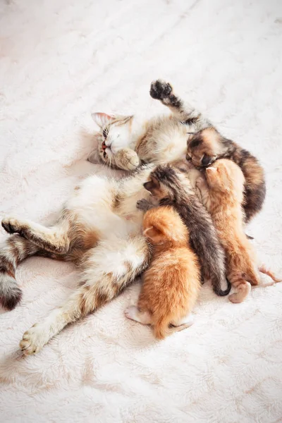 Madre gatto allattamento cuccioli Immagini Stock Royalty Free