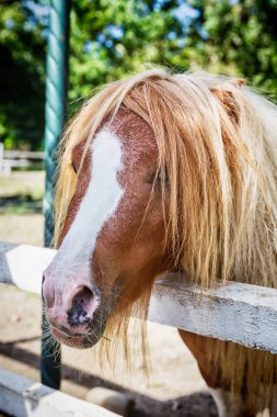 Minyatür at Falabella Hayvanat Bahçesi
